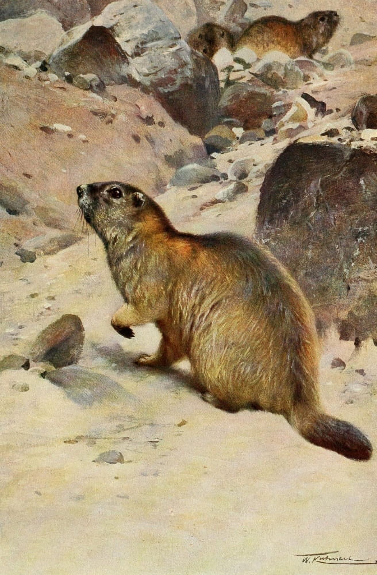 Posterazzi Wild Life of the World 1916 Alpine Marmot Canvas Art - FW Kuhnert (24 x 36)