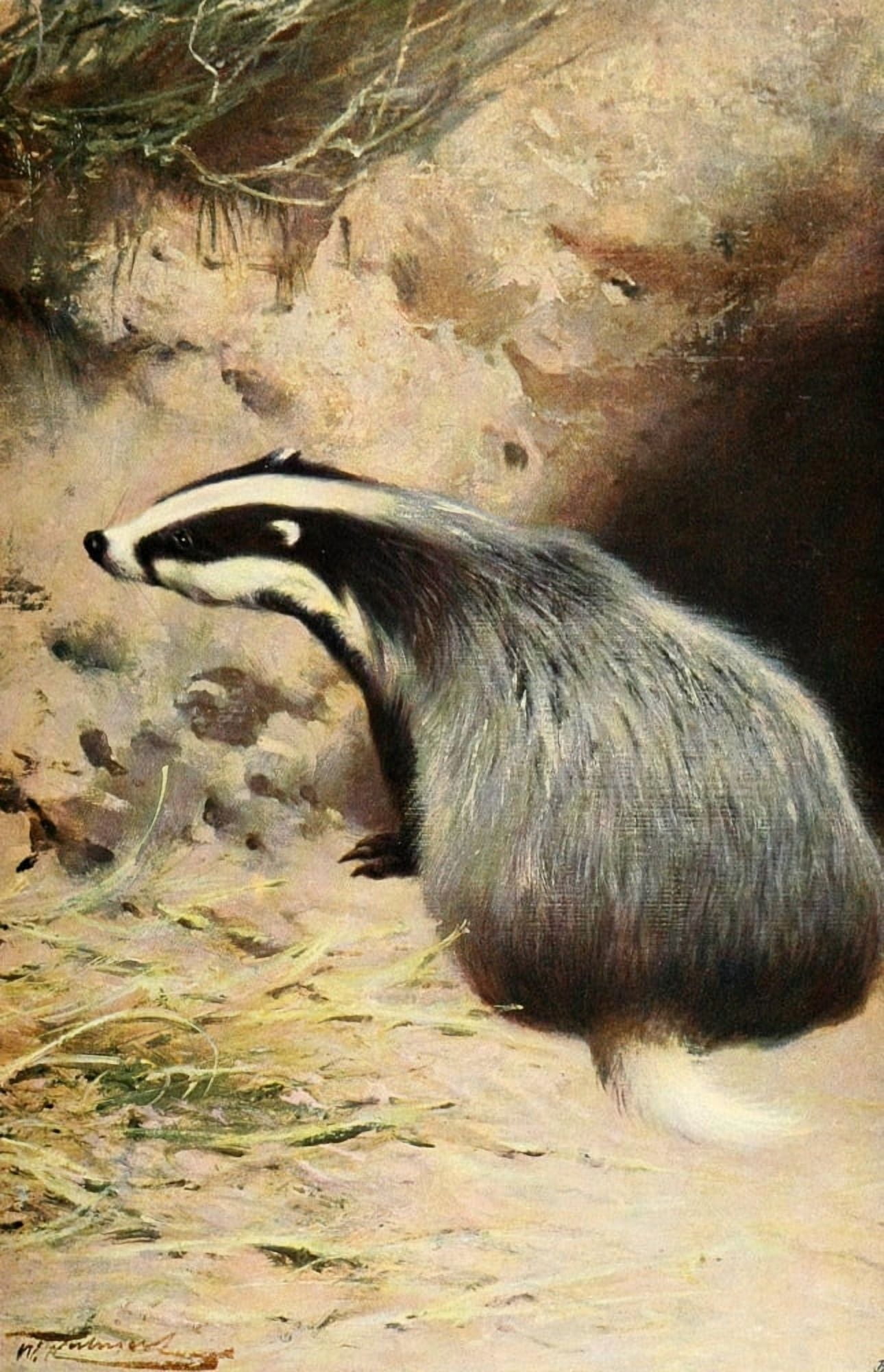 Posterazzi Wild Life of the World 1916 Badger Canvas Art - FW Kuhnert (24 x 36)