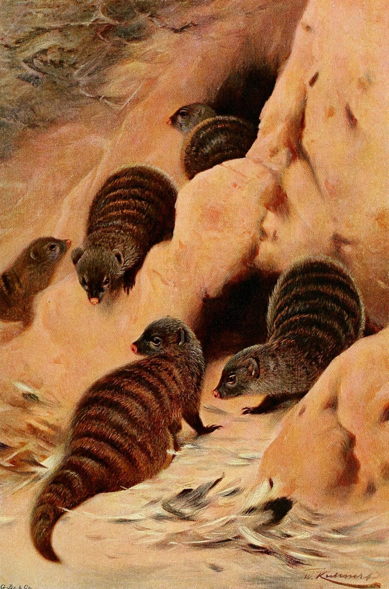 Posterazzi Wild Life of the World 1916 Banded Mongoose Canvas Art - Friedrich Wilhelm Kuhnert (24 x 36)