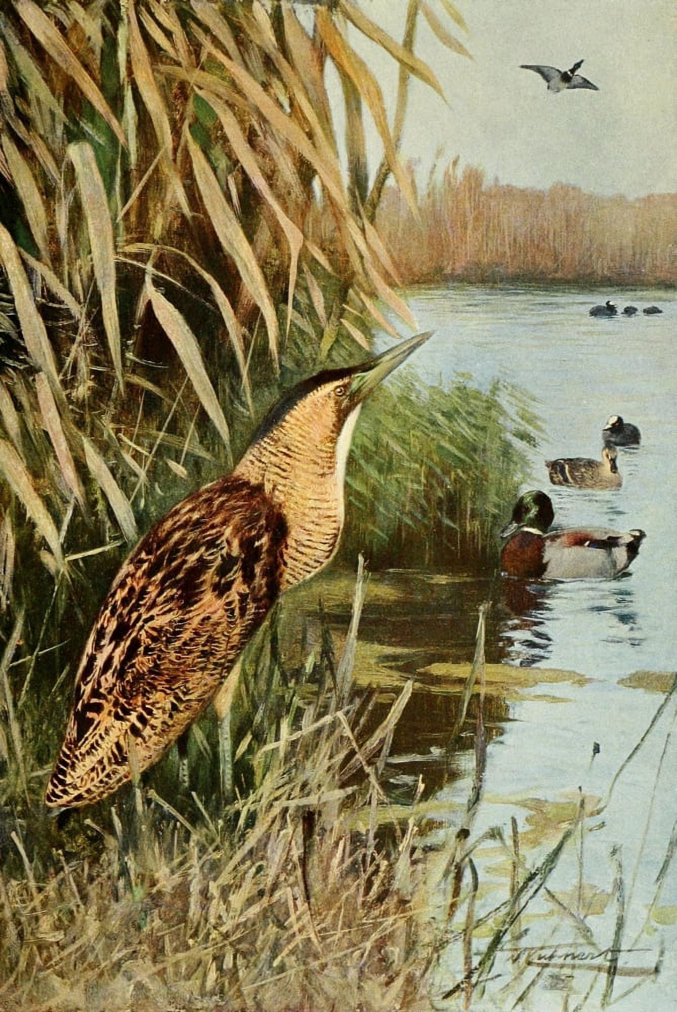 Posterazzi Wild Life of the World 1916 Bittern Canvas Art - FW Kuhnert (24 x 36)