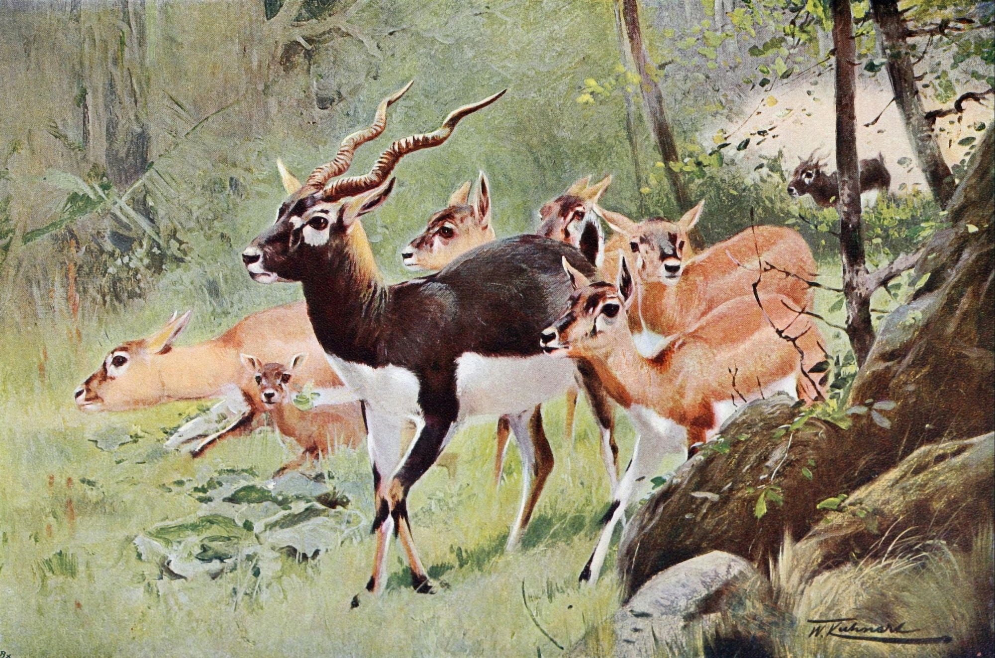 Posterazzi Wild Life of the World 1916 Black-Buck Canvas Art - FW Kuhnert (24 x 36)