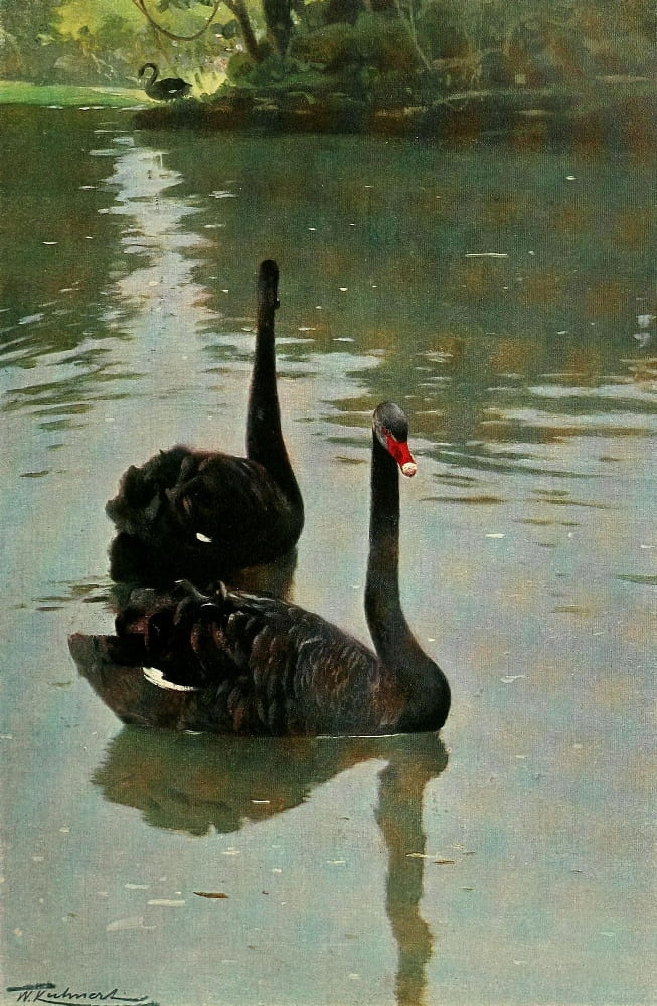 Posterazzi Wild Life of the World 1916 Black Swan Canvas Art - FW Kuhnert (24 x 36)