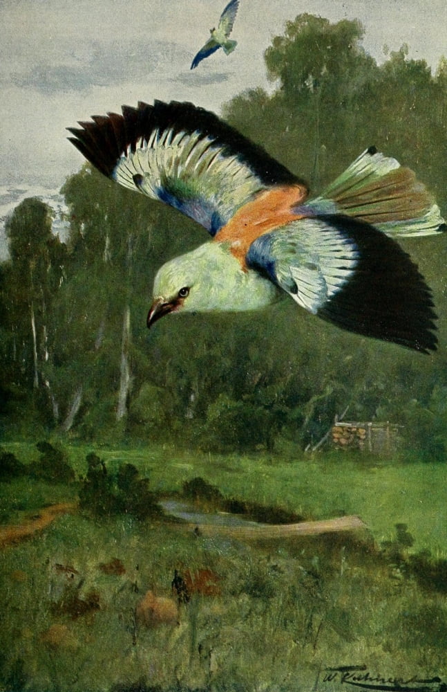 Posterazzi Wild Life of the World 1916 Blue Roller Canvas Art - FW Kuhnert (24 x 36)