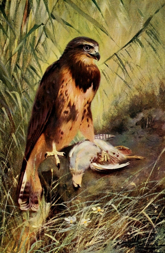 Posterazzi Wild Life of the World 1916 Buzzard Canvas Art - FW Kuhnert (24 x 36)