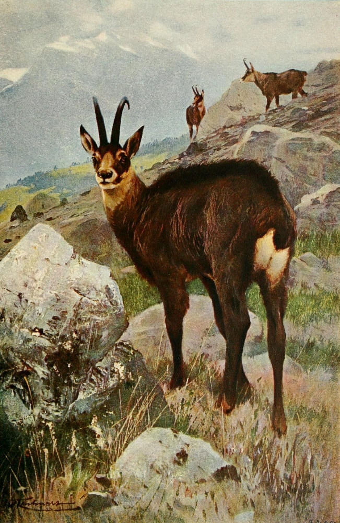 Posterazzi Wild Life of the World 1916 Chamois Canvas Art - FW Kuhnert (24 x 36)