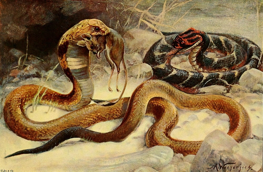 Posterazzi Wild Life of the World 1916 Cobra & Puff Adder Canvas Art - FW Kuhnert (24 x 36)