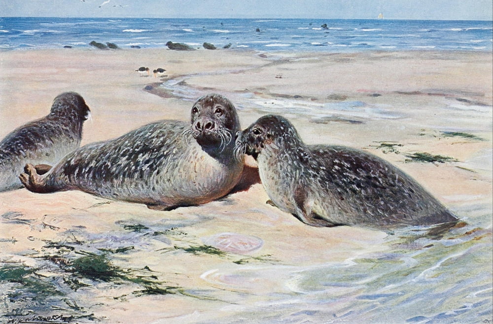 Posterazzi Wild Life of the World 1916 Common Seal Canvas Art - FW Kuhnert (24 x 36)