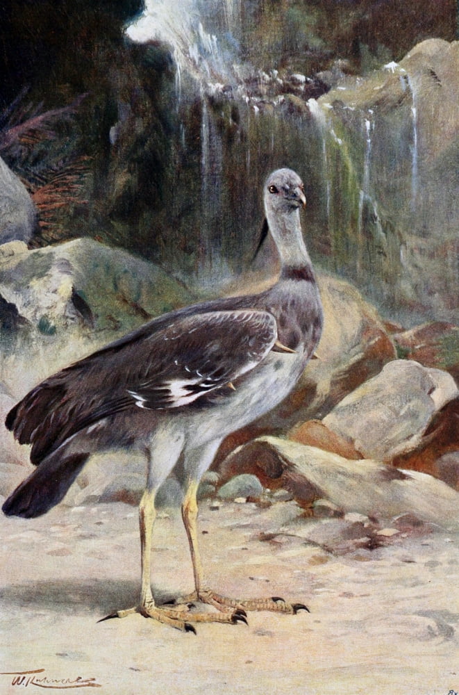 Posterazzi Wild Life of the World 1916 Crested Screamer Canvas Art - FW Kuhnert (24 x 36)