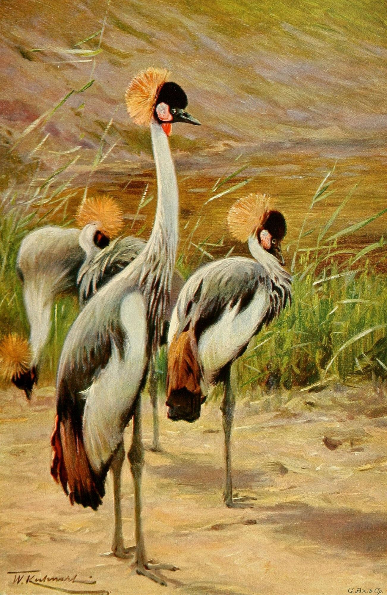 Posterazzi Wild Life of the World 1916 Crowned Crane Canvas Art - FW Kuhnert (24 x 36)