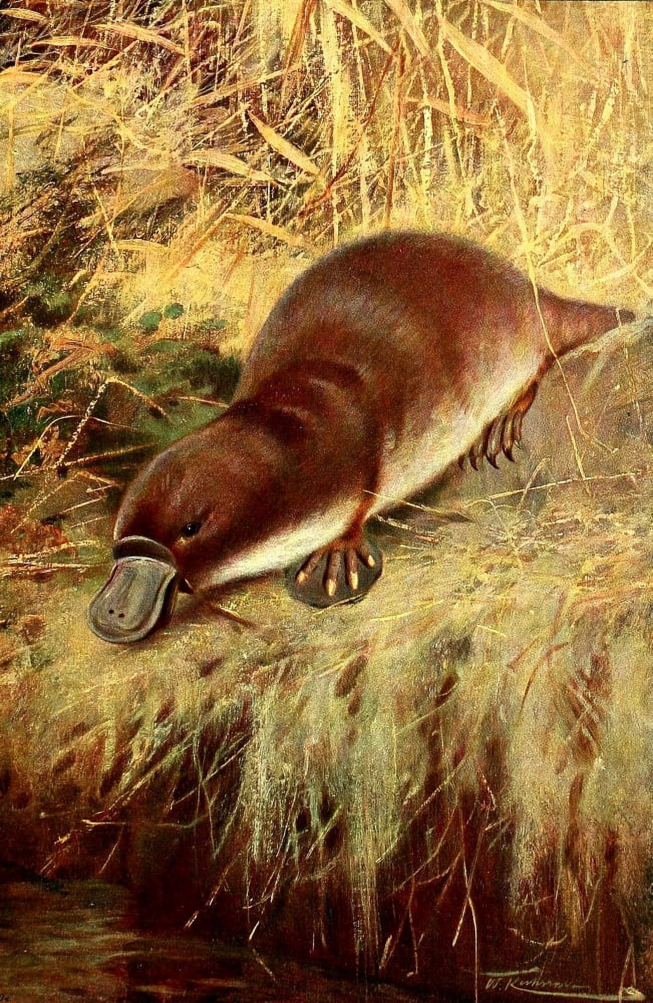 Posterazzi Wild Life of the World 1916 Duckbill Canvas Art - FW Kuhnert (24 x 36)