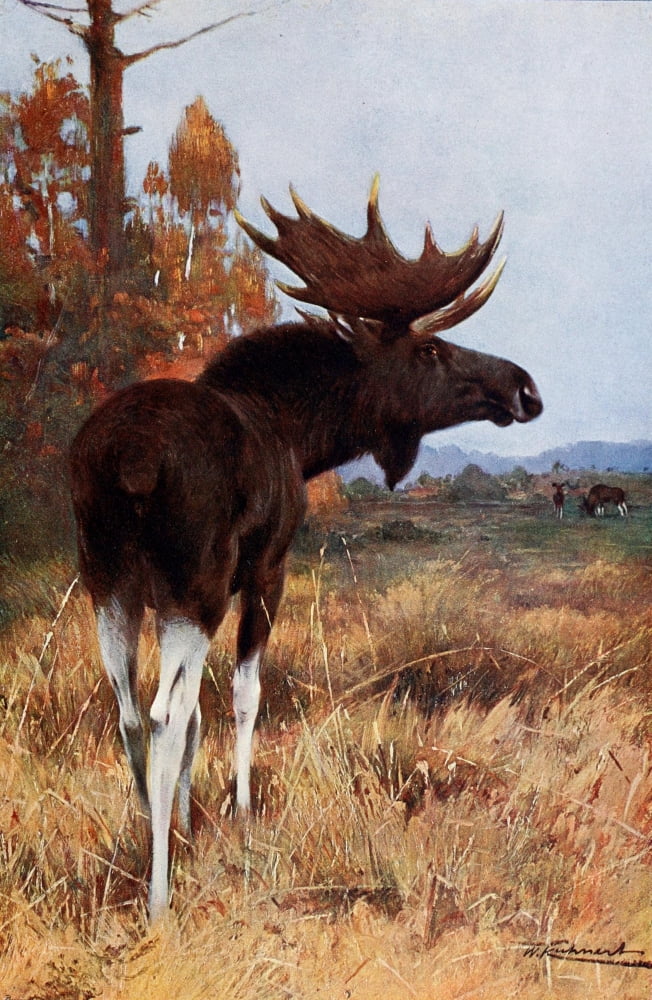 Posterazzi Wild Life of the World 1916 Elk or Moose Canvas Art - FW Kuhnert (24 x 36)