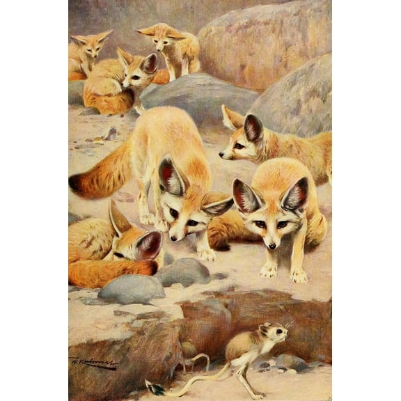 Posterazzi Wild Life of the World 1916 Fennec Fox & Jerboa Canvas Art - Friedrich Wilhelm Kuhnert (24 x 36)