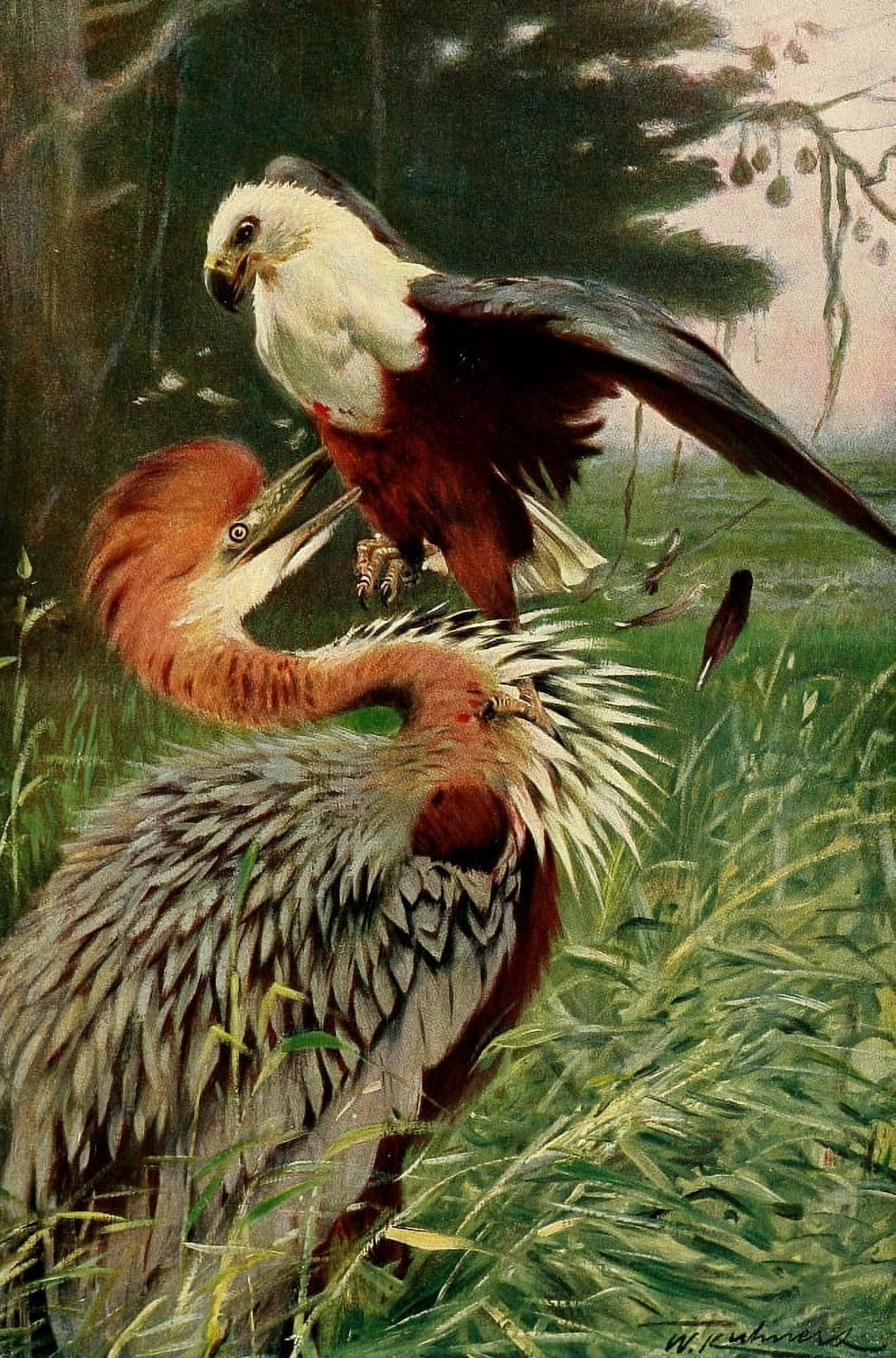Posterazzi Wild Life of the World 1916 Giant Heron & Sea Eagle Canvas Art - FW Kuhnert (24 x 36)
