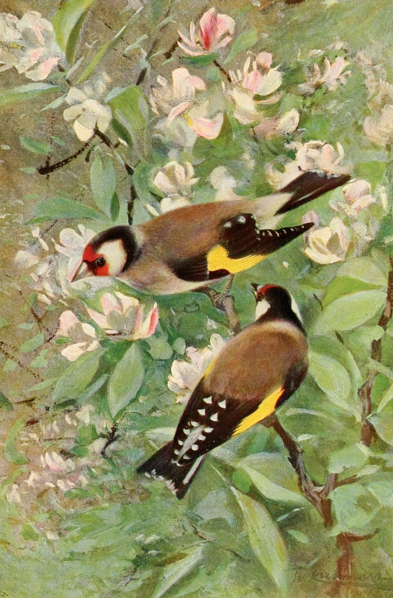 Posterazzi Wild Life of the World 1916 Goldfinch Canvas Art - FW Kuhnert (24 x 36)