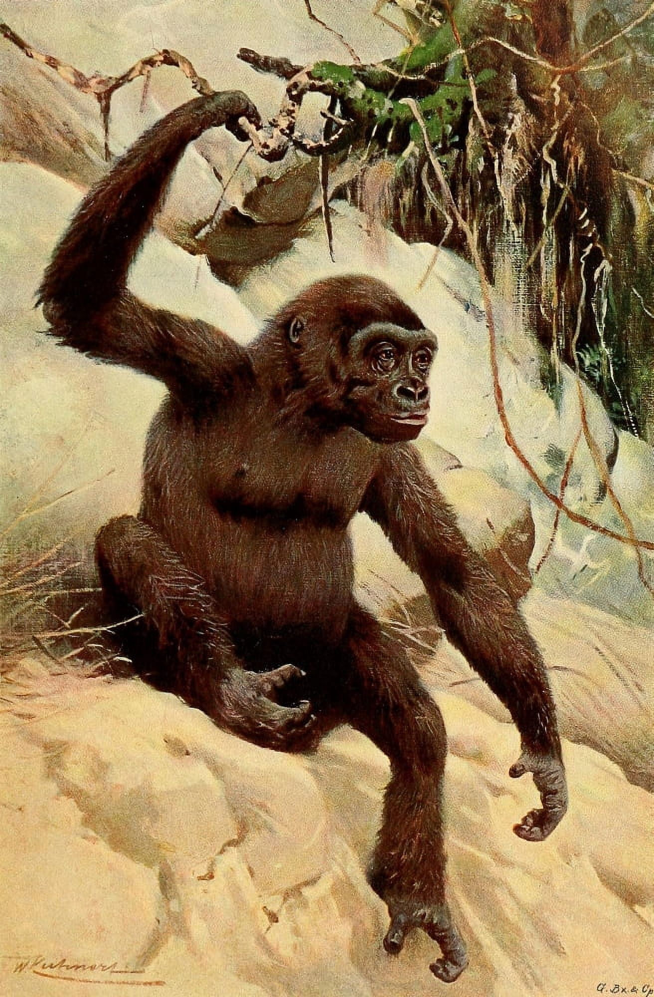 Posterazzi Wild Life of the World 1916 Gorilla Canvas Art - FW Kuhnert (24 x 36)