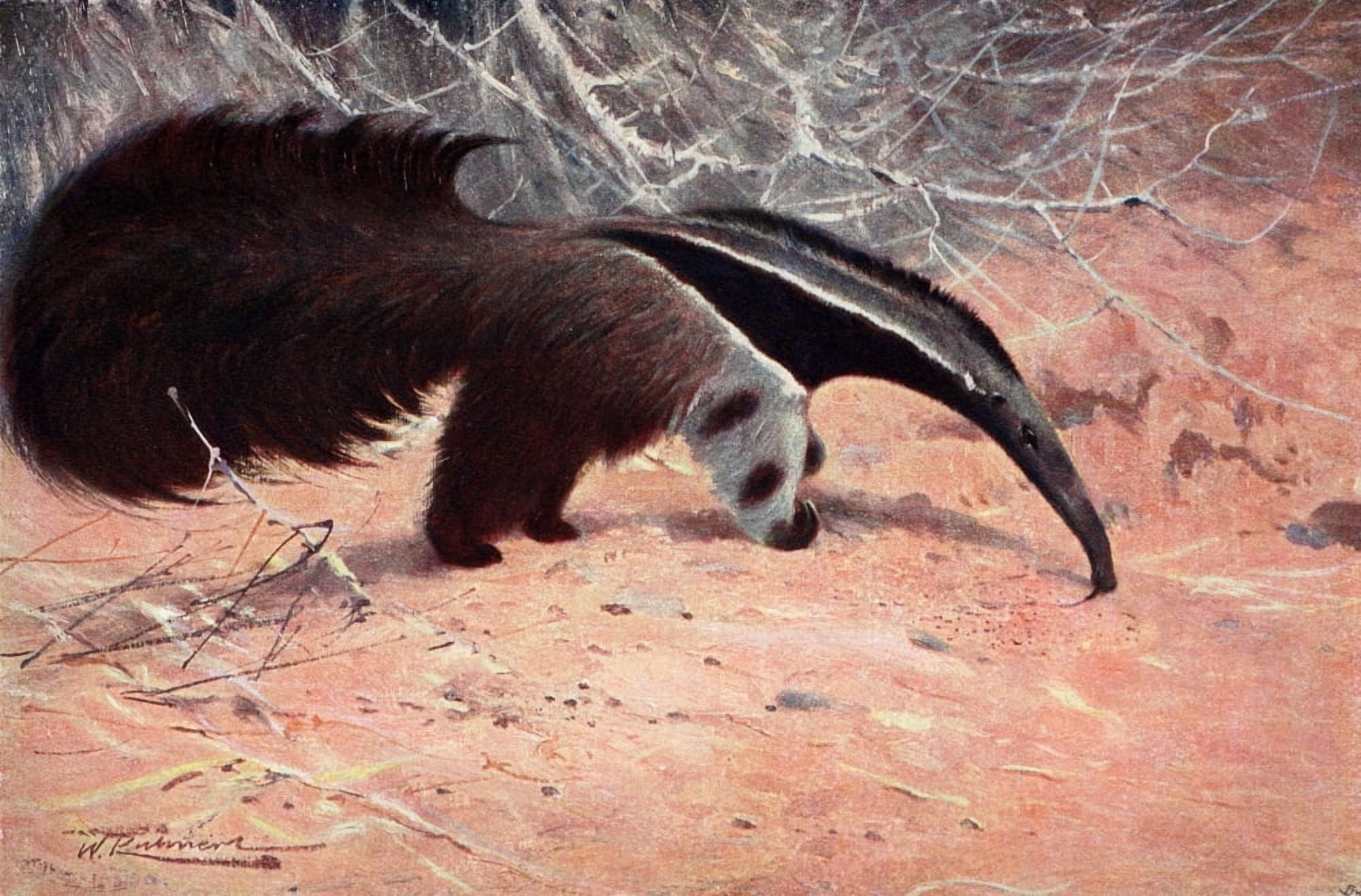 Posterazzi Wild Life of the World 1916 Great Ant-Eater Canvas Art - FW Kuhnert (24 x 36)