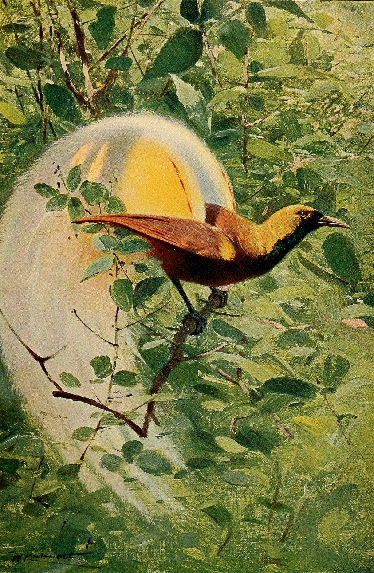 Posterazzi Wild Life of the World 1916 Great Bird of Paradise Canvas Art - FW Kuhnert (24 x 36)