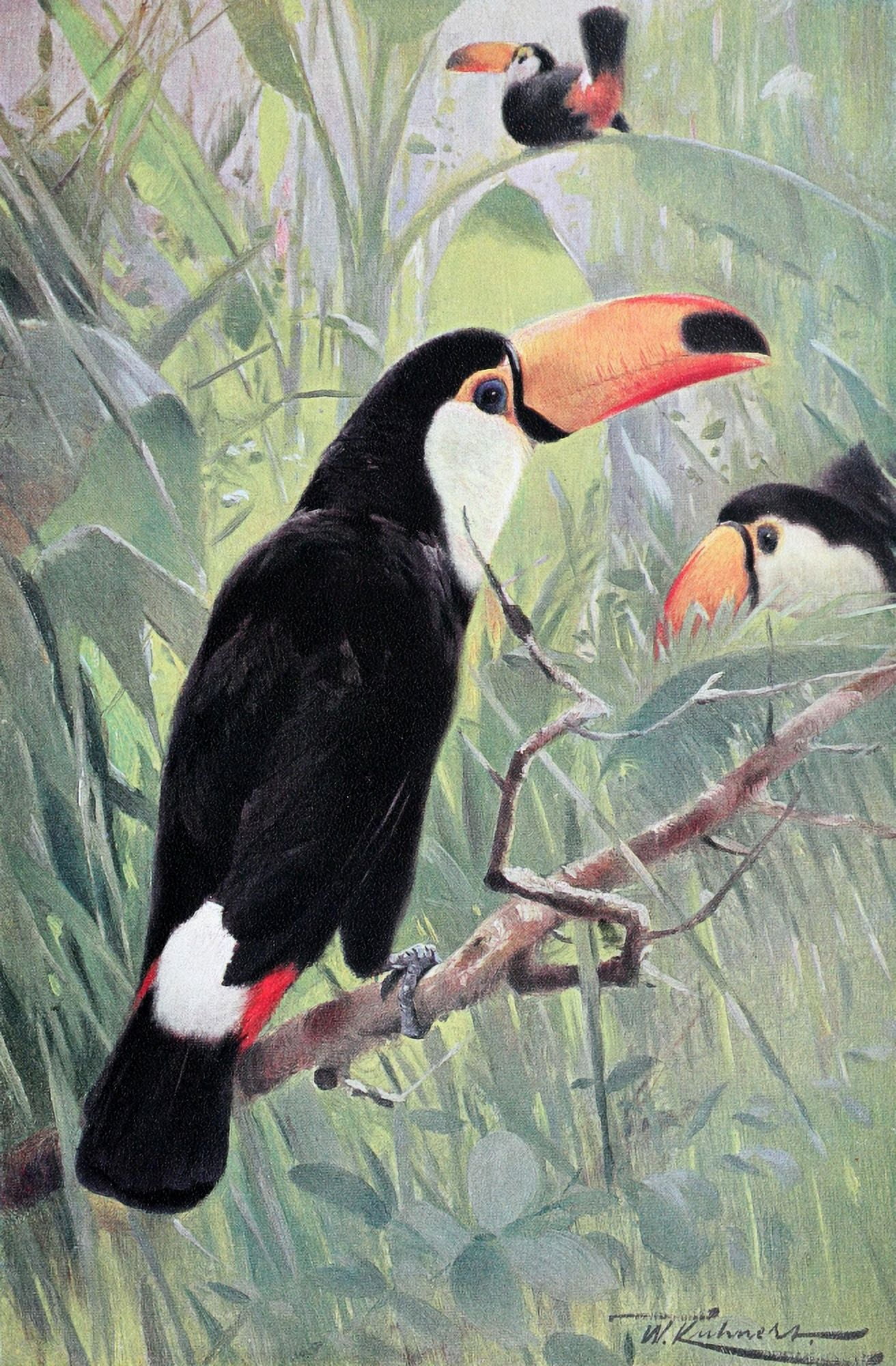 Posterazzi Wild Life of the World 1916 Great Toucan Canvas Art - FW Kuhnert (24 x 36)