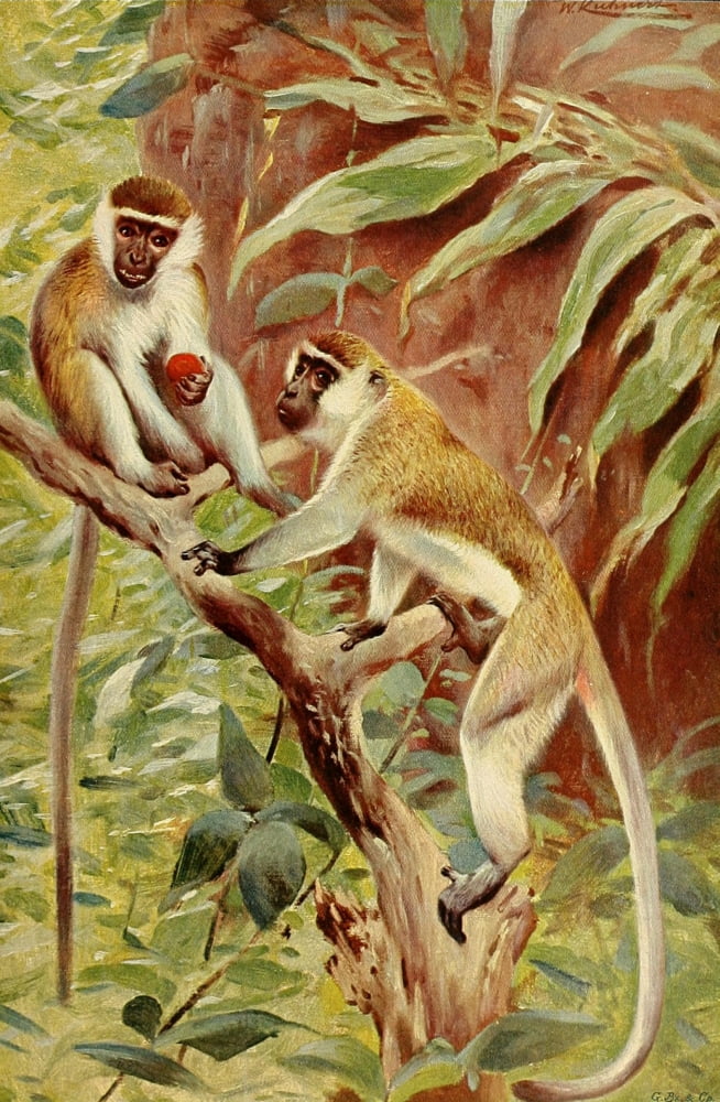 Posterazzi Wild Life of the World 1916 Green Monkey Canvas Art - FW Kuhnert (24 x 36)
