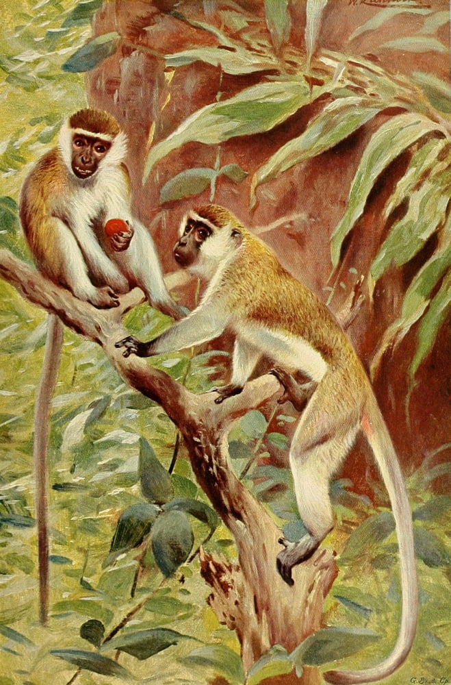 Posterazzi Wild Life of the World 1916 Green Monkey Canvas Art - Friedrich Wilhelm Kuhnert (24 x 36)