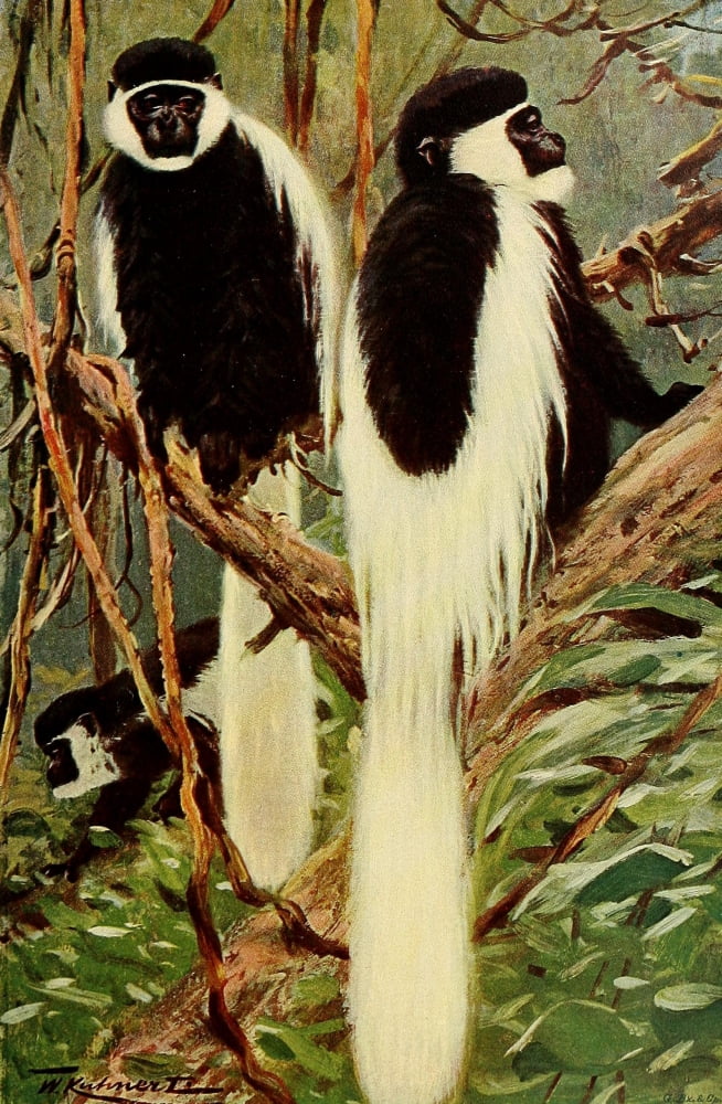 Posterazzi Wild Life of the World 1916 Guereza Canvas Art - Friedrich Wilhelm Kuhnert (24 x 36)