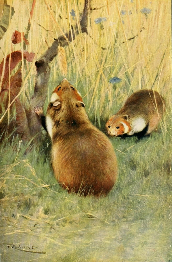 Posterazzi Wild Life of the World 1916 Hamster Canvas Art - FW Kuhnert (24 x 36)