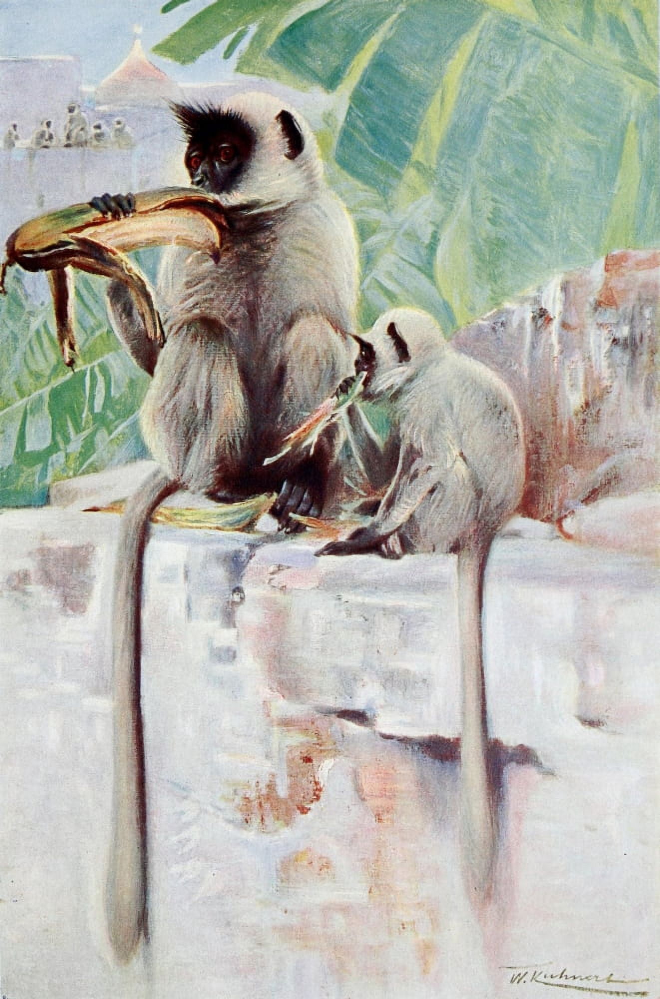 Posterazzi Wild Life of the World 1916 Hanuman Monkey Canvas Art - FW Kuhnert (24 x 36)