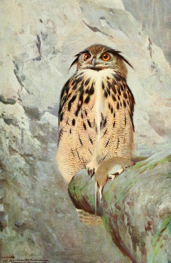 Posterazzi Wild Life of the World 1916 Horned Owl Canvas Art - FW Kuhnert (24 x 36)