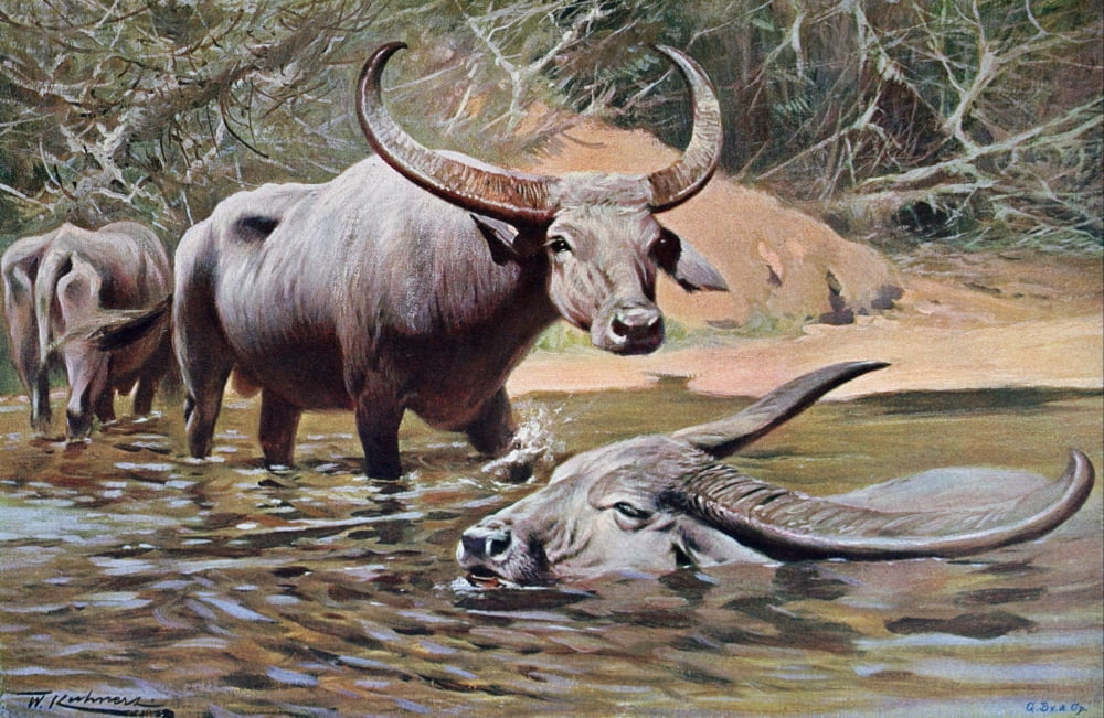 Posterazzi Wild Life of the World 1916 Indian Buffalo Canvas Art - FW Kuhnert (24 x 36)