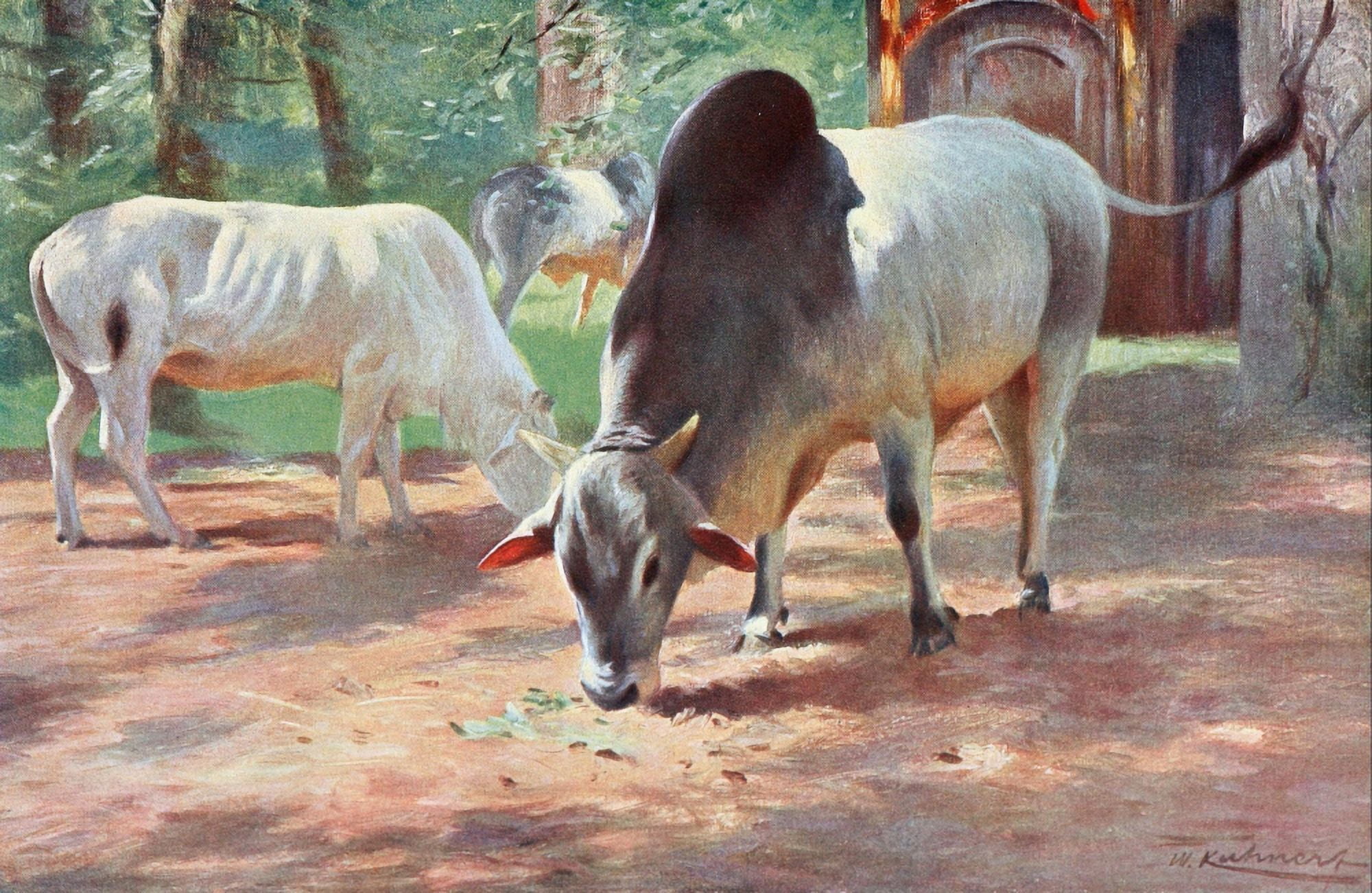 Posterazzi Wild Life of the World 1916 Indian Humped Cattle Canvas Art - FW Kuhnert (24 x 36)