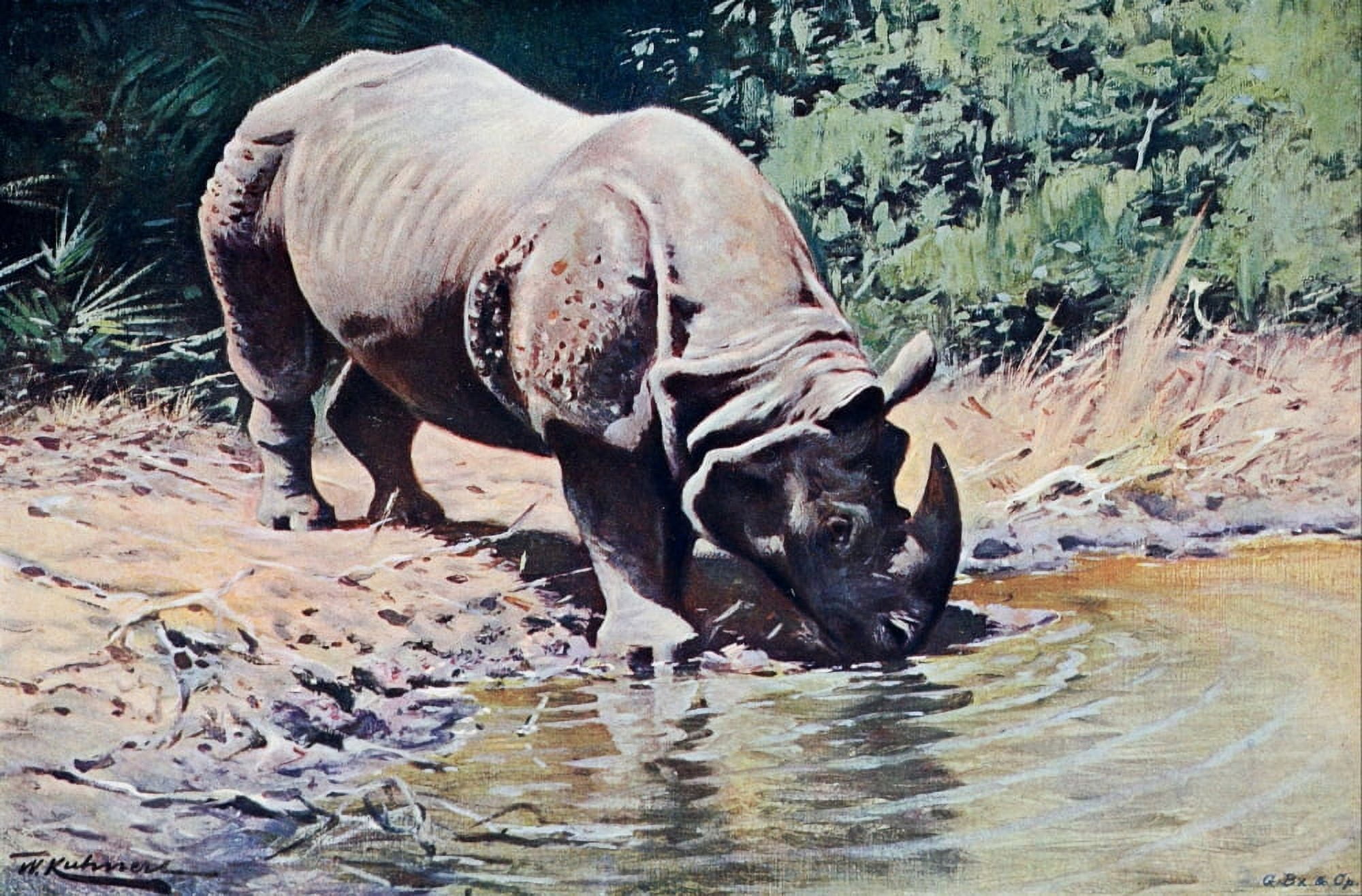 Posterazzi Wild Life of the World 1916 Indian Rhinoceros Canvas Art - FW Kuhnert (24 x 36)