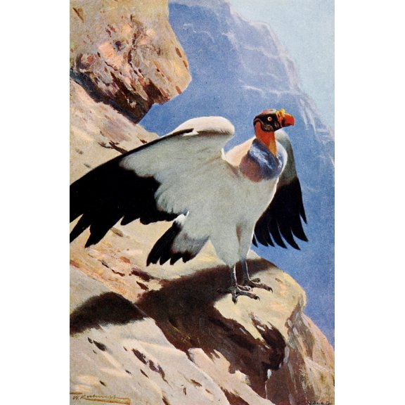Posterazzi Wild Life of the World 1916 King Vulture Canvas Art - FW Kuhnert (24 x 36)