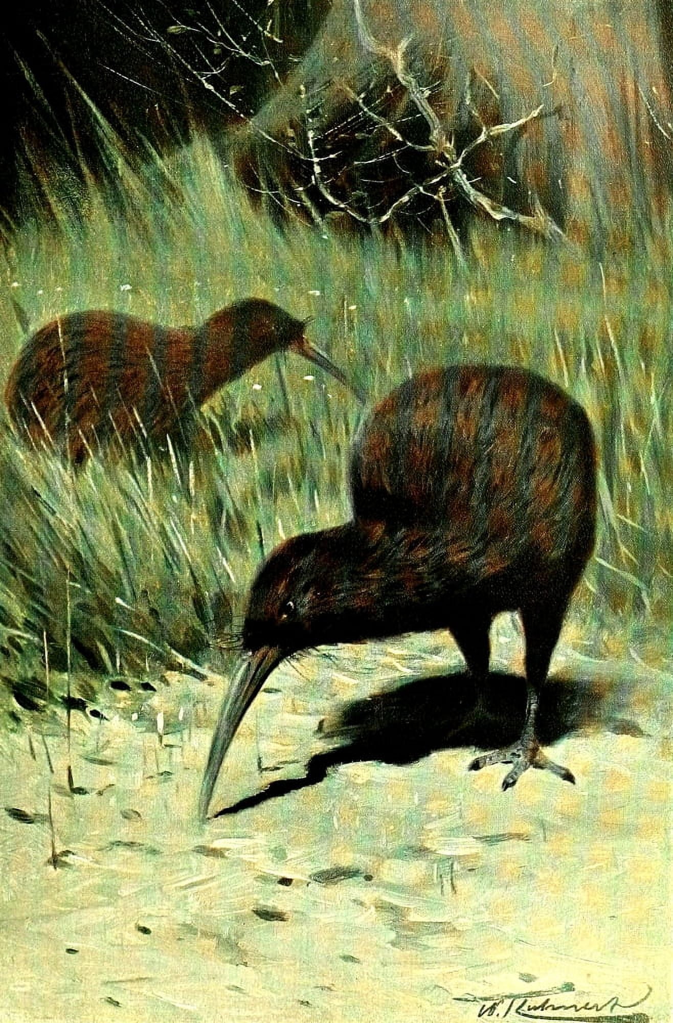 Posterazzi Wild Life of the World 1916 Kiwi Canvas Art - FW Kuhnert (24 x 36)