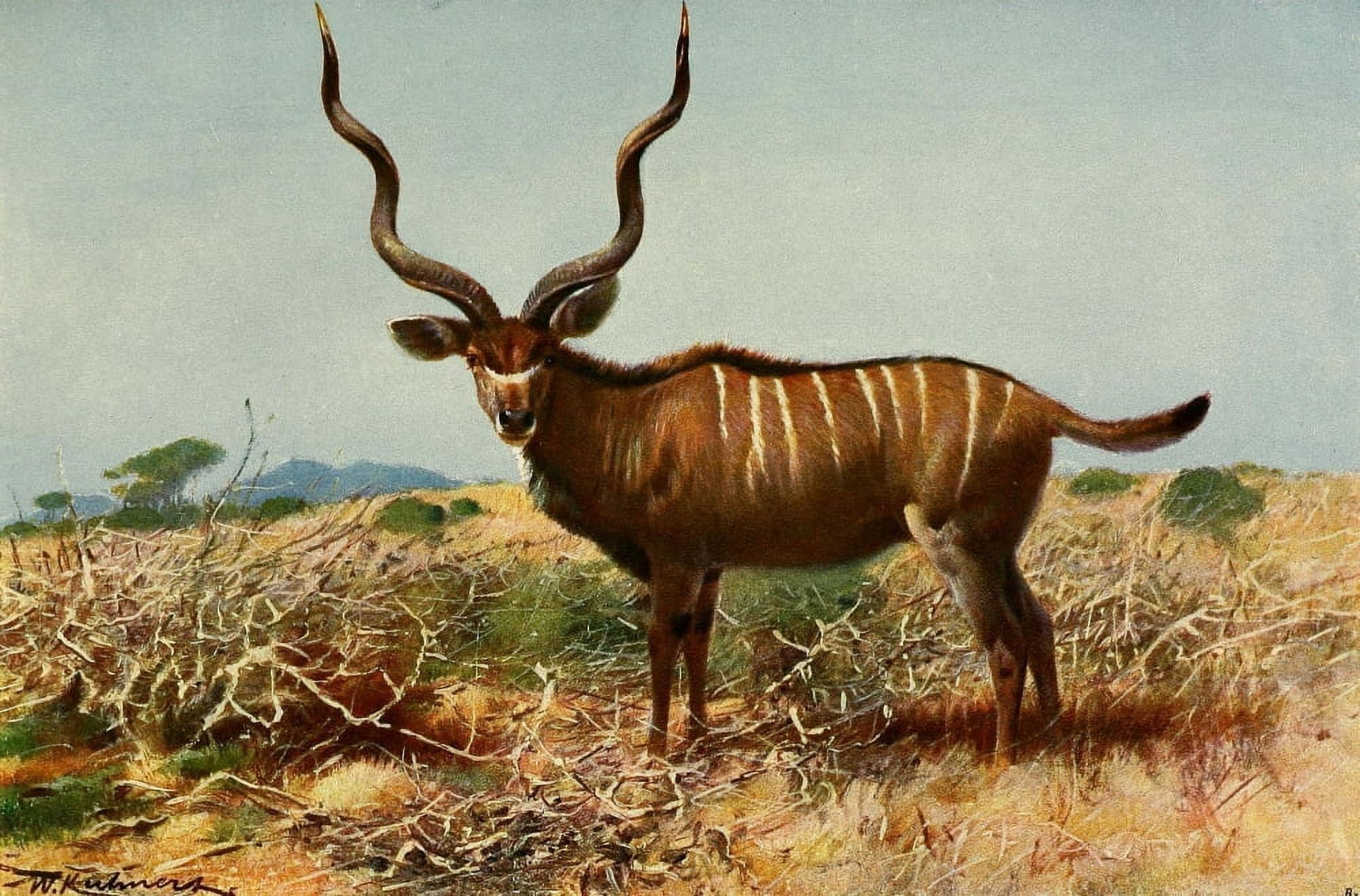 Posterazzi Wild Life of the World 1916 Kudu Canvas Art - FW Kuhnert (24 x 36)