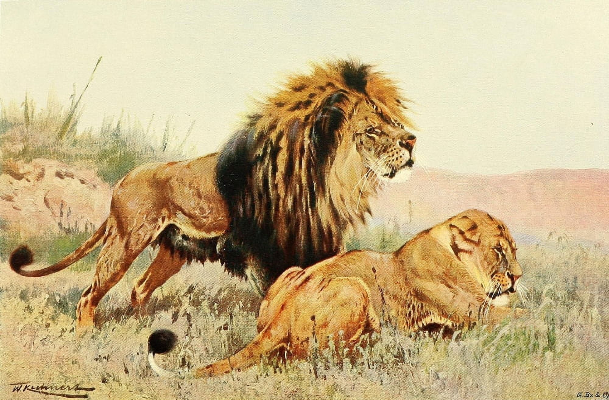 Posterazzi Wild Life of the World 1916 Lions Canvas Art - FW Kuhnert (24 x 36)