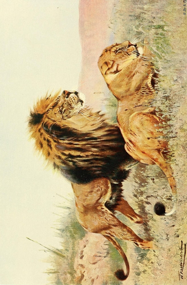 Posterazzi Wild Life of the World 1916 Lions Canvas Art - Friedrich Wilhelm Kuhnert (24 x 36)