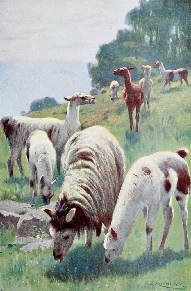 Posterazzi Wild Life of the World 1916 Llama Canvas Art - FW Kuhnert (24 x 36)