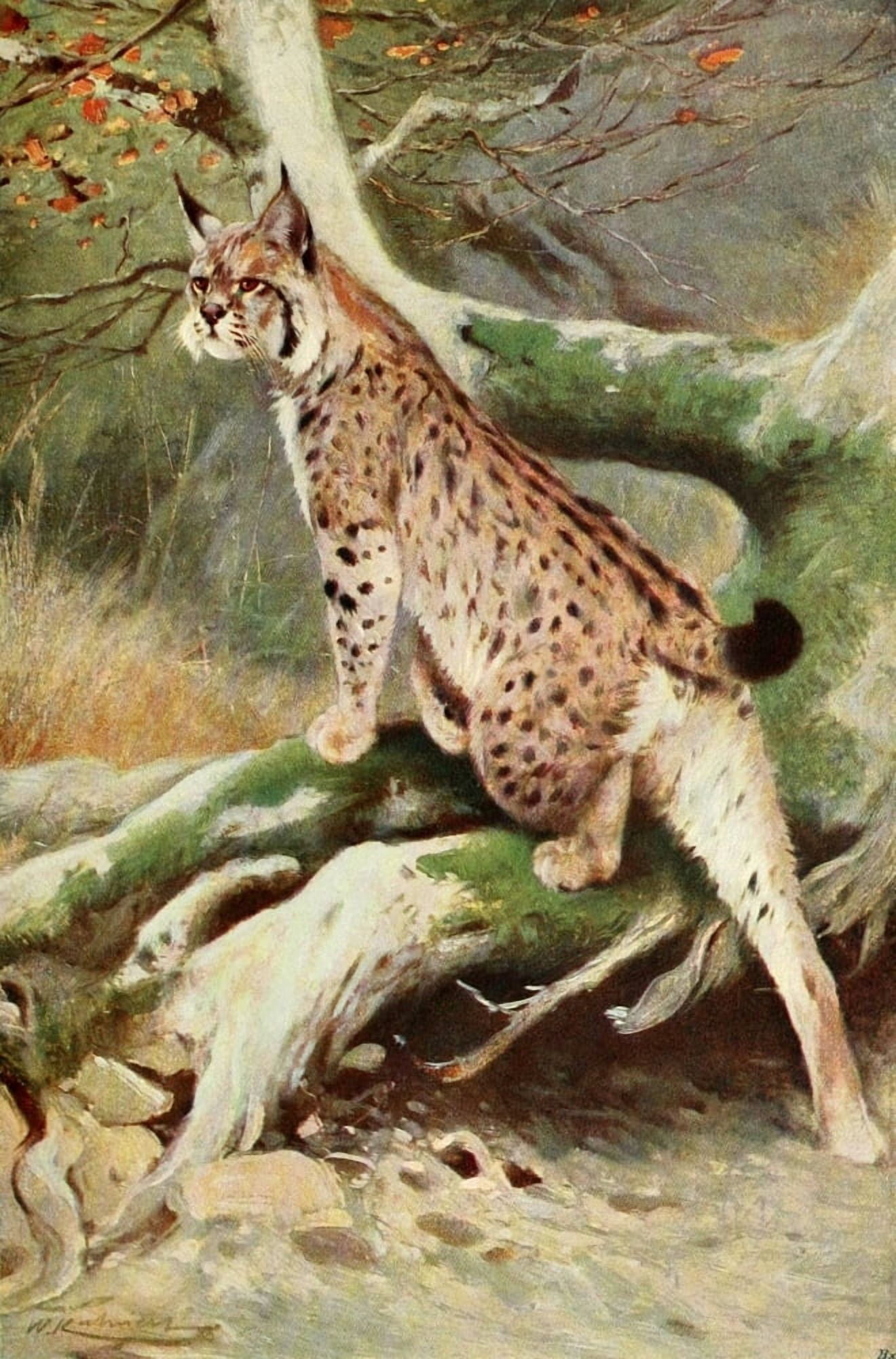 Posterazzi Wild Life of the World 1916 Lynx Canvas Art - FW Kuhnert (24 x 36)