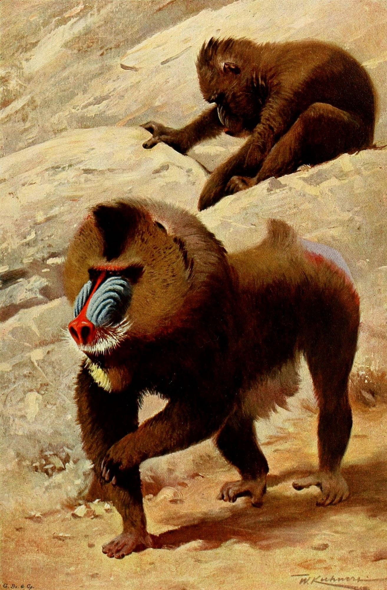 Posterazzi Wild Life of the World 1916 Mandrill Canvas Art - FW Kuhnert (24 x 36)
