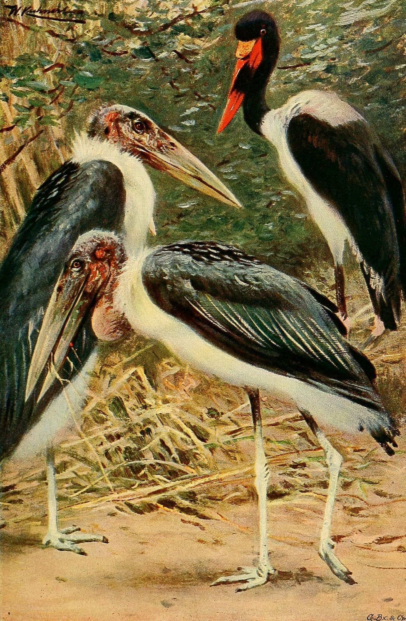 Posterazzi Wild Life of the World 1916 Marabou & Jabiru Canvas Art - FW Kuhnert (24 x 36)