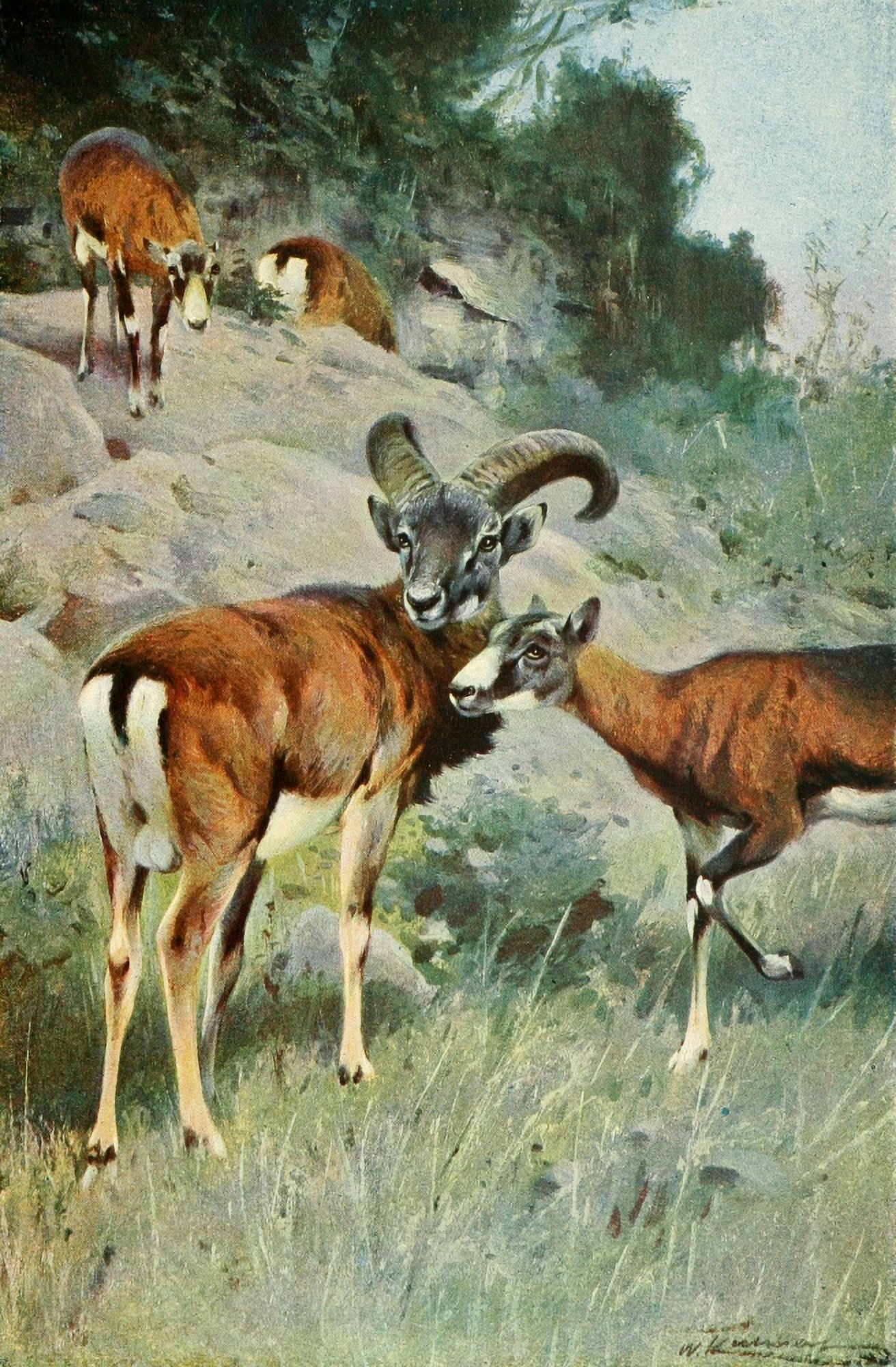 Posterazzi Wild Life of the World 1916 Mouflon Canvas Art - FW Kuhnert (24 x 36)