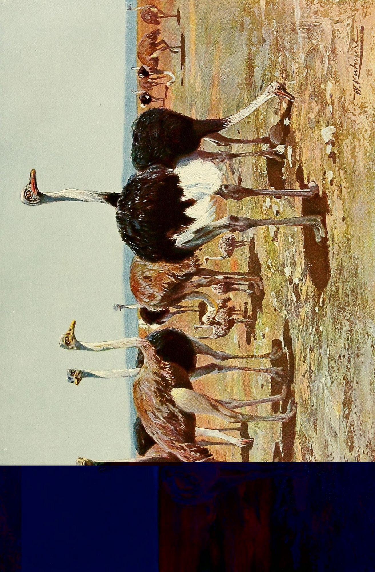 Posterazzi Wild Life of the World 1916 Ostriches Canvas Art - Friedrich Wilhelm Kuhnert (24 x 36)