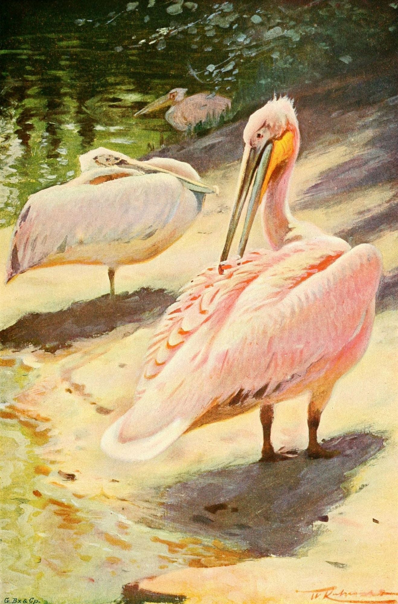 Posterazzi Wild Life of the World 1916 Pelican Canvas Art - FW Kuhnert (24 x 36)