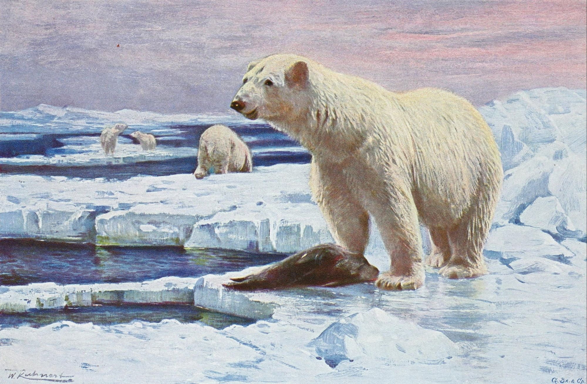 Posterazzi Wild Life of the World 1916 Polar Bear Canvas Art - FW Kuhnert (24 x 36)