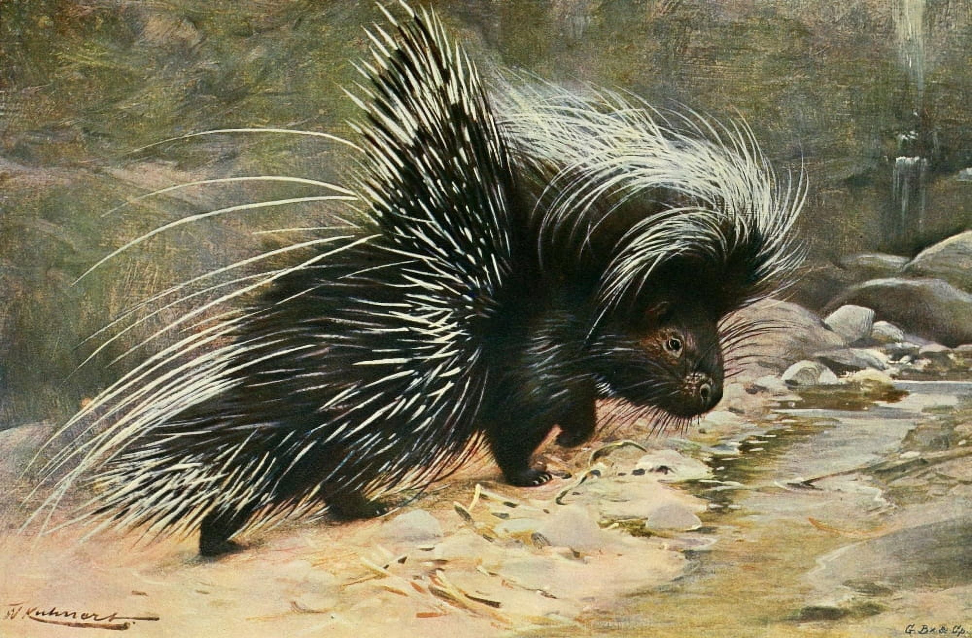 Posterazzi Wild Life of the World 1916 Porcupine Canvas Art - FW Kuhnert (24 x 36)