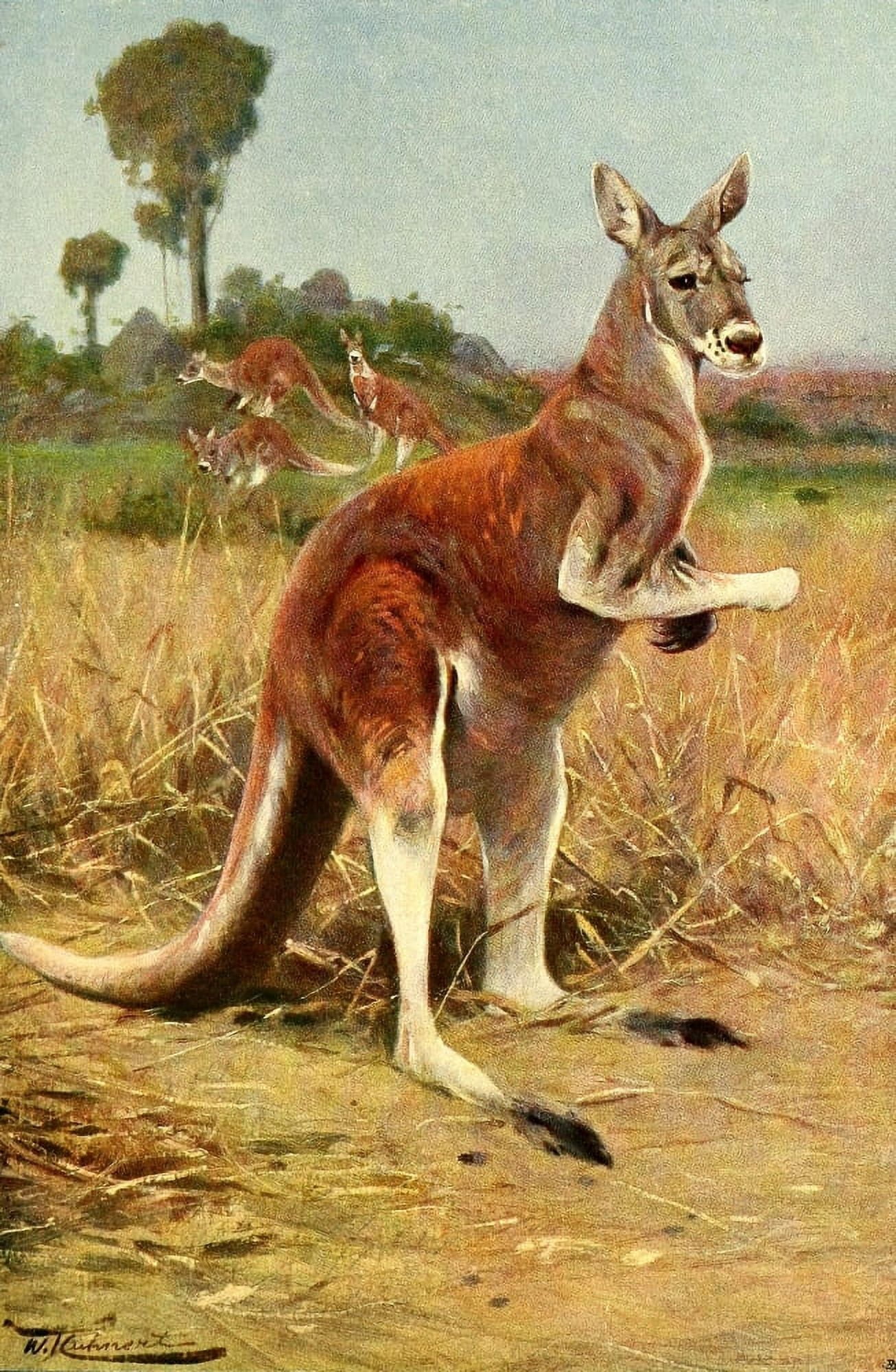 Posterazzi Wild Life of the World 1916 Red Kangaroo Canvas Art - FW Kuhnert (24 x 36)