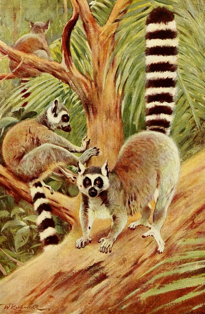 Posterazzi Wild Life of the World 1916 Ring-tailed Lemur Canvas Art - FW Kuhnert (24 x 36)