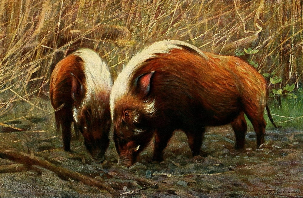 Posterazzi Wild Life of the World 1916 River Hog Canvas Art - FW Kuhnert (24 x 36)