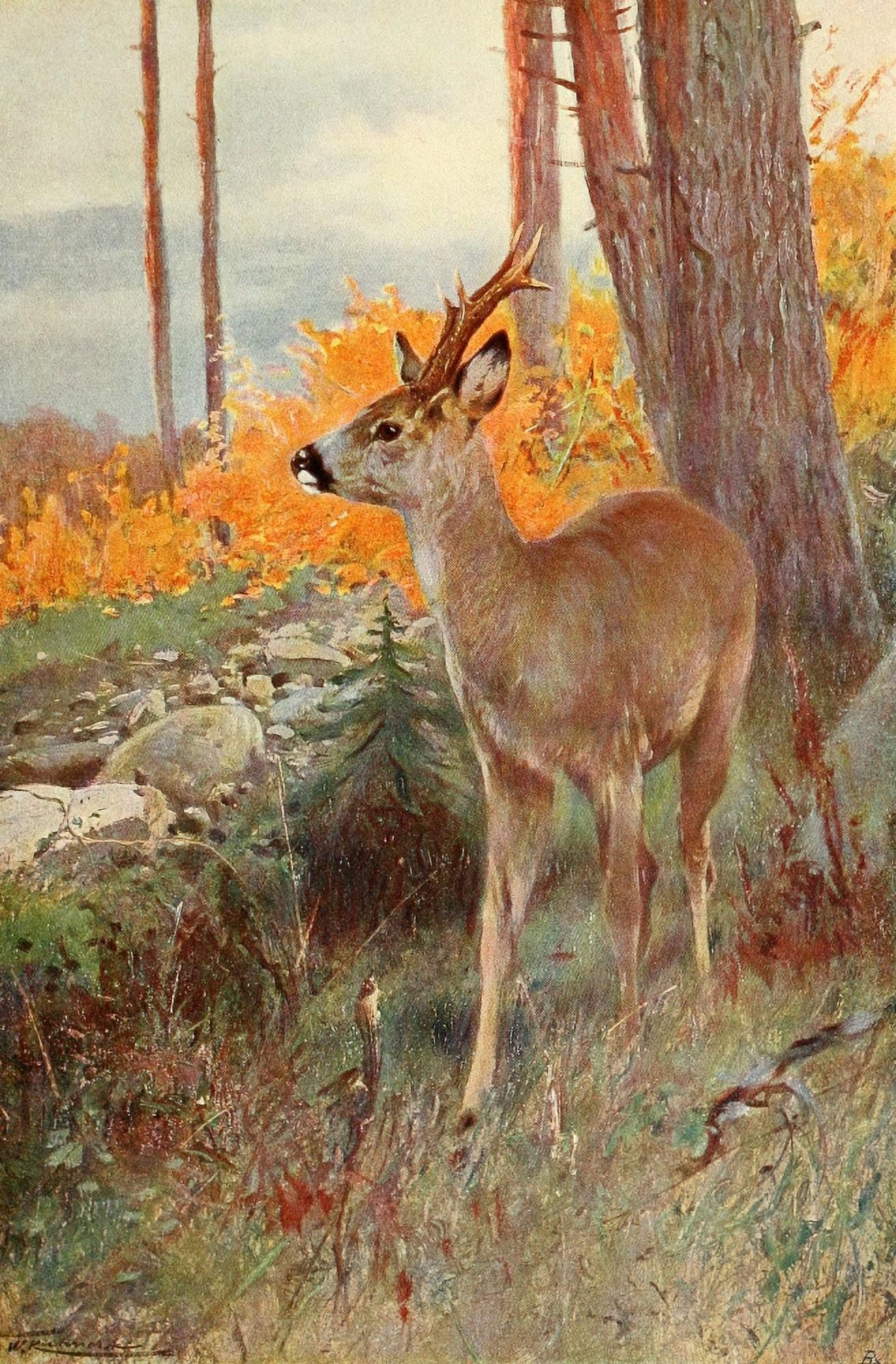 Posterazzi Wild Life of the World 1916 Roe Deer Canvas Art - FW Kuhnert (24 x 36)