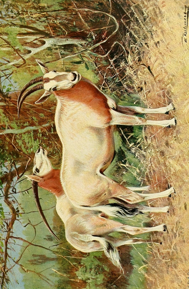 Posterazzi Wild Life of the World 1916 Sable Antelope Canvas Art - Friedrich Wilhelm Kuhnert (24 x 36)